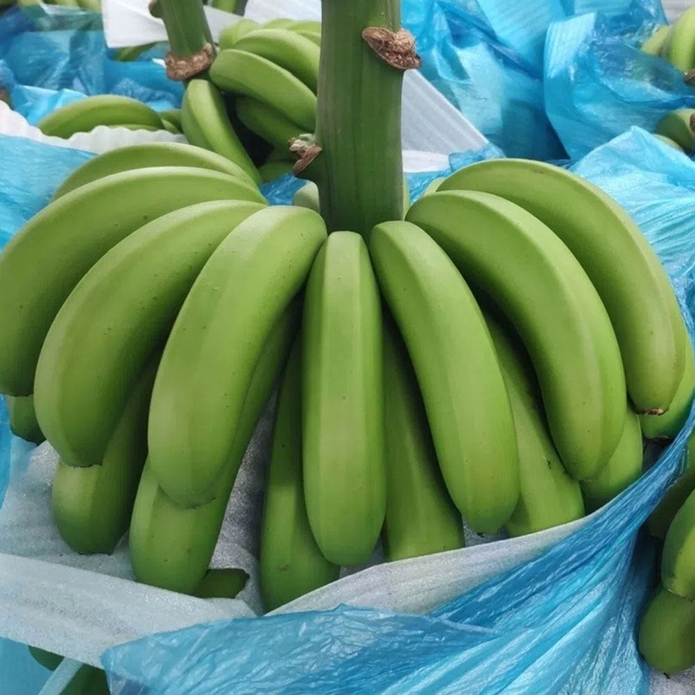4Pcs Banana Growing Bags Cotto - Grow Bags 리뷰 및 가격