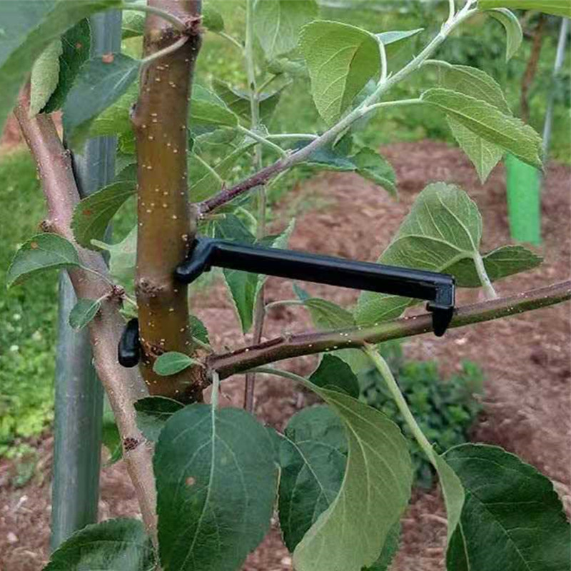 10-30Pcs Fruit Tree Clips Plan - Root Watering Spike 리뷰 및 가격